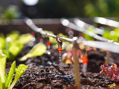 Advanced Water Management Through Drip Irrigation: Maximizing Every Drop