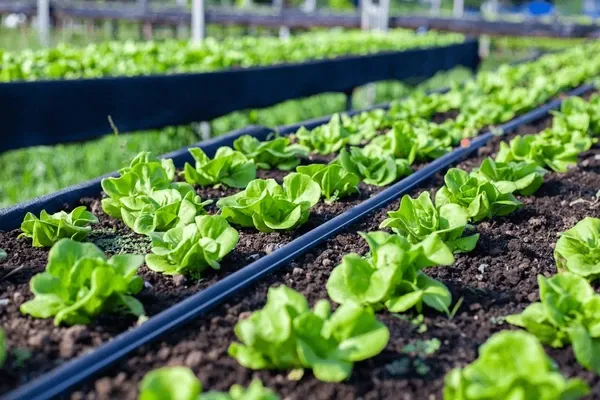 Drip Irrigation: The Smart Way to Maximize Yields While Saving Water