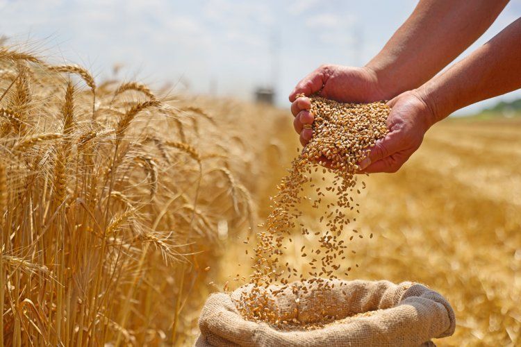 Crop Advise & Crop Production